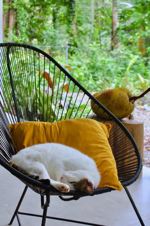 Casa Eden - Modern Peaceful Jungle Apartments โกเกลส ภายนอก รูปภาพ